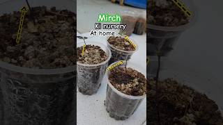 Growing chilli Mirch because gardening farming organicgardening [upl. by Cilka419]