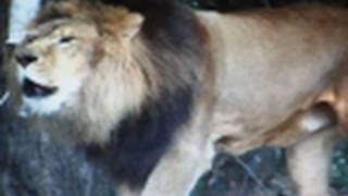 POWERFUL LION ROAR HD w Super Close Up  Funny Ending  in 1080P HD  Stereo [upl. by Llacam]