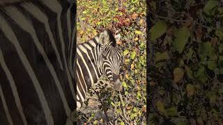 Close Encounter with a Striking Zebra among Mopanie Trees in Kruger Park wildlife safari nature [upl. by Ennairol]