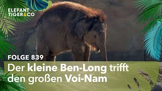 Der Besuch des großen Bullen Folge 839  Elefant Tiger amp Co  MDR [upl. by Ardnuasak389]