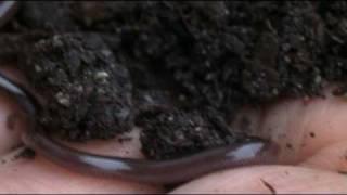 The Brahminy Blind Snake [upl. by Rexanne65]