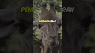 Kenapa Jerapah Nggak Pingsan Saat Menunduk 🦒belajarfakta [upl. by Anailli435]