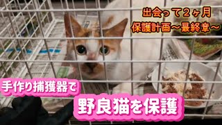 【保護計画 最終章】素人が手作り捕獲器で野良猫を保護 [upl. by Thalia]