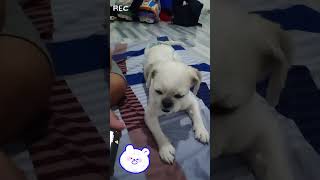 Aling Marites😆youtubeshorts ytshortsvideo shihtzu cute cutedog sleep sleepydog dog marites [upl. by Evadnee574]