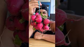 Peobando el rabano rabano frutas vegetales [upl. by Amahs]