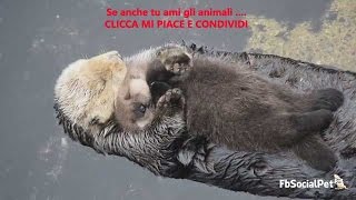 amore di mamma lontra FbSocialpet [upl. by Androw430]