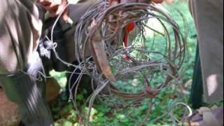 Saving Chimps From Snares Graphic Images [upl. by Llertac]