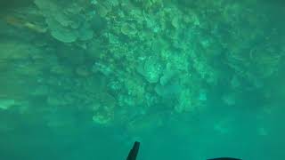 Abrolhos islands dive 1 [upl. by Kirima857]