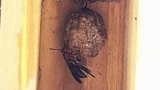 Wasp Building A Nest Time Lapse [upl. by Ananna]