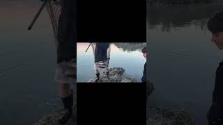 Catching Herring with a net from shore on Vancouver Island herring fishing [upl. by Rebmetpes578]