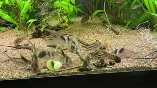 Corydoras Loricariaamp Otocinclus feeding Tubifex amp KelpSticks [upl. by Killarney]