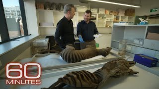 Search ongoing for extinct Tasmanian tiger amid efforts to revive species  60 Minutes [upl. by Alric]