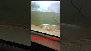 SILVER AROWANA GROWTH IN 6 MONTHS ⚡ flowerhorn aquariumarowanawaterchangeasianarowana anirudh [upl. by Markos]