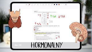 Układ hormonalny  kurs praktyczny matura z biologii [upl. by Nereil]