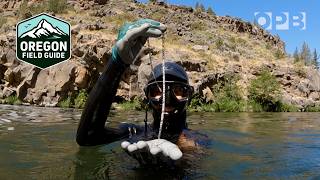 Divers quotLoot the Deschutesquot for lost treasure  Oregon Field Guide [upl. by Solita]