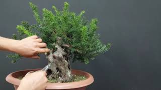 Bonsai Taxus Baccata 2 Step 1 Day 1 How to make bonsai Como hacer un bonsái [upl. by Yeslek]