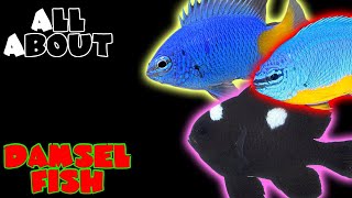 All About The Damselfish  Blue Kupang or Azure Damsel Yellow Tail Domino or Three Spot Damsel [upl. by Glogau914]