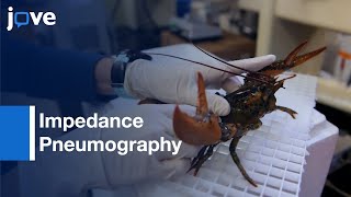 Impedance Pneumography for Measuring Heart Rate in Invertebrates  Protocol Preview [upl. by Adai]