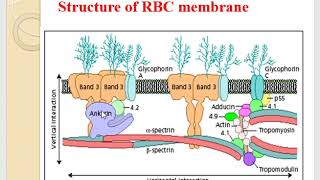 Hereditary spherocytosis [upl. by Ariamo]