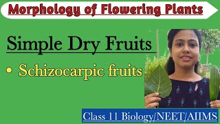 Fruits  Simple Dry Schizocarpic Fruits Morphology of Flowering PlantsClass 11 BiologyNEETAIIMS [upl. by Ettenna218]