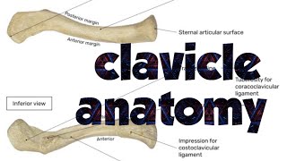 Clavicle Anatomy [upl. by Gillead844]