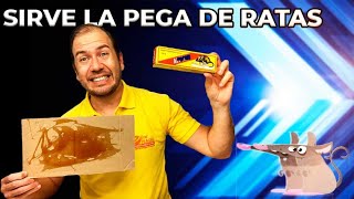 Beneficios de la pega para capturar ratas y roedores [upl. by Acimot]