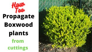 Propagating boxwood plants from cuttings [upl. by Gudrun388]