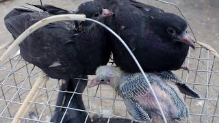 Birds Market Riyadh Saudi Arabia is also known as Pet or Animal Market [upl. by Dalpe]