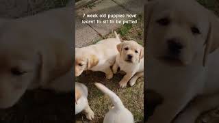 50 day old Labrador puppies have learned to sit to be patted cute puppy dog pets [upl. by Siram]