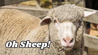 Merino Sheep Behaving Like a DOGGY Will Blow Your Mind [upl. by Eizus]