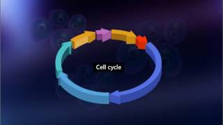 Cell Division and Cell Cycle CBSE ContentScienceClass 9 [upl. by Eceinal909]