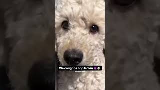 dog funny puppy cute memes basketball hellcatneedsacamo hiphopmusic nba srt [upl. by Aurelio]