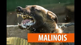 Malinois  Малинойс  Нохойн үүлдэр №09 [upl. by Daryn]