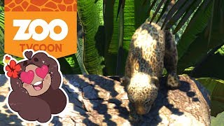 Baby Leopards on Slides Too Cute 🦁 Zoo Tycoon Ultimate Animal Collection • 5 [upl. by Vergos45]