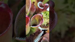 Heliamphora pulchella quotPulchellaquot means beautiful in Latin carnivorousplants [upl. by Solis519]