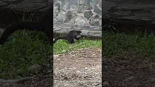 Coatimundi doesn’t like being watched music earth coatimundi nature wildlife [upl. by Dever]