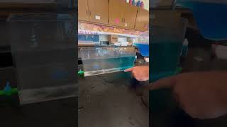 Classroom Demo Melting Glaciers Into The Ocean [upl. by Aicia]