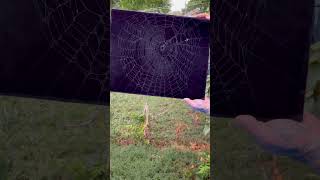 Preserving Abandoned Spider Web in Backyard 🕸️ 🕷️ [upl. by Yesak211]