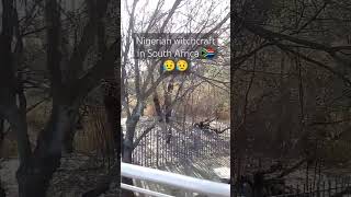 Nigerian witchcraft in South Africa subscribe for more like this [upl. by Thanh529]