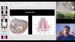 Histology of the Digestive system part 2 [upl. by Kcyred339]