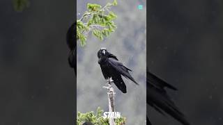 Smartest Bird Crow 🐦 STAIN facts shortsfeed science birds viralreels trending factsmine [upl. by Allerbag]