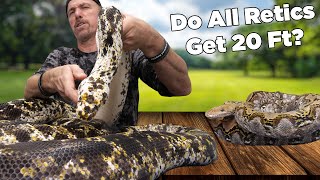 Do All Reticulated Pythons Grow 20ft long Giant Snakes and more critters [upl. by Clerc]