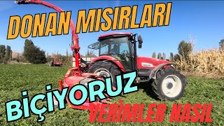 BAŞAK 2105s MISIR SİLAJI YAPIMI MISIRLARI DON VURDU KAMYONU BATIRDIKCengizÇaylıIlaydaAltntas [upl. by Leanora688]