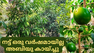 നട്ട് ഒരു വർഷമായില്ല അബിയു കായ്ചേ Abiyu Plant MalayalamAbiyu Fruit MalayalamAbiu Plant Abiu fruit [upl. by Sutelc]