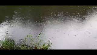 Rain on the water at Dayboro Creek [upl. by Sheena922]