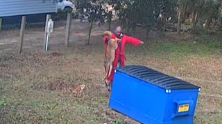 Man Grabs Coyote’s Tail to Save Beloved Dog’s Life [upl. by Sudderth]