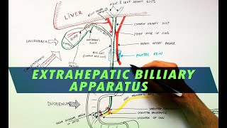 Extrahepatic Biliary Apparatus  Cystohepatic Triangle  Anatomy Tutorial [upl. by Stieglitz99]