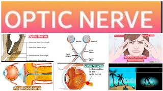 Optic Nerve 1Major Anatomy and PhysiologyOptic Disc Edema [upl. by Buehler703]