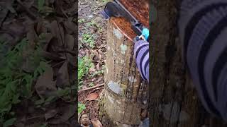 How to cut and scrape the bark of a tree to get the most resin [upl. by Araccat]