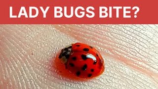 Yes Asian Lady bugs bite Find out WHY [upl. by Cointon]